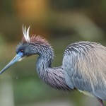Dreifarbenreiher (Egretta tricolor)