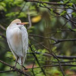 Kuhreiher (Bubulcus ibis)