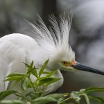 Schmuckreiher (Egretta thula)