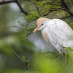 Kuhreiher (Bubulcus ibis)