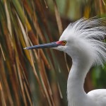 Schmuckreiher (Egretta thula)
