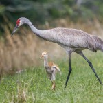 Kanadakranich (Antigone canadensis)