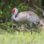 Kanadakranich (Antigone canadensis)