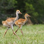 Kanadakranich (Antigone canadensis)