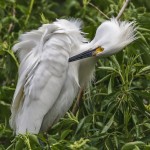 Schmuckreiher (Egretta thula)