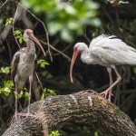 Schneesichler, Weißibis (Eudocimus albus)