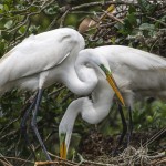 Silberreiher (Casmerodius albus)