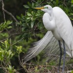 Silberreiher (Casmerodius albus)