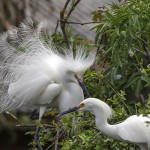 Schmuckreiher (Egretta thula)