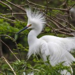Schmuckreiher (Egretta thula)