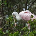 Rosa Löffler (Platalea ajaja)