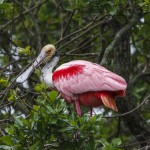 Rosa Löffler (Platalea ajaja)