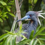 Dreifarbenreiher (Egretta tricolor)