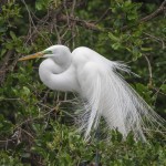 Silberreiher (Casmerodius albus)