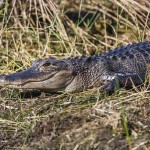 Mississippi-Alligator (Alligator mississippiensis)
