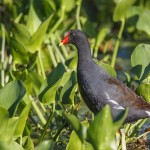 Teichralle (Gallinula chloropus)