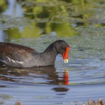 Teichralle (Gallinula chloropus)