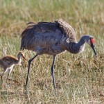Kanadakranich (Antigone canadensis)