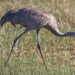 Kanadakranich (Antigone canadensis)