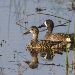 Blauflügelenten (Spatula discors)