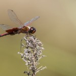Libelle (Tramea carolina)