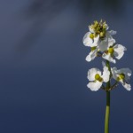 Gewöhnliches Pfeilkraut (Sagittaria sagittifolia)