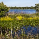 Lake Woodroff National Wildlife Refuge, Florida