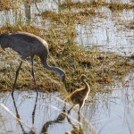 Kanadakranich (Antigone canadensis)
