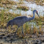 Kanadakranich (Antigone canadensis)