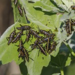 Eastern lubber grasshopper  (Romalea guttata)