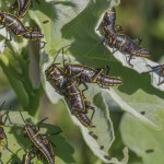 Eastern lubber grasshopper  (Romalea guttata)