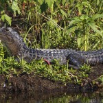 Mississippi-Alligator (Alligator mississippiensis)