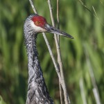 Kanadakranich (Antigone canadensis)