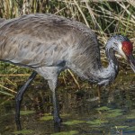 Kanadakranich (Antigone canadensis)