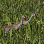 Kanadakranich (Antigone canadensis)
