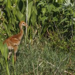 Kanadakranich (Antigone canadensis)
