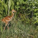Kanadakranich (Antigone canadensis)