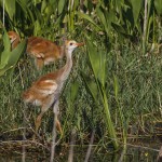Kanadakranich (Antigone canadensis)