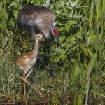 Kanadakranich (Antigone canadensis)