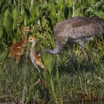 Kanadakranich (Antigone canadensis)