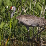 Kanadakranich (Antigone canadensis)