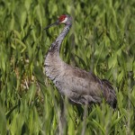 Kanadakranich (Antigone canadensis)