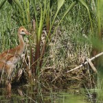 Kanadakranich (Antigone canadensis)