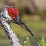 Kanadakranich (Antigone canadensis)