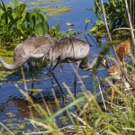Kanadakranich (Antigone canadensis)