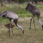 Kanadakranich (Antigone canadensis)