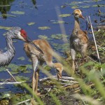 Kanadakranich (Antigone canadensis)