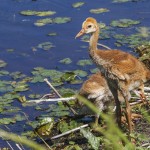 Kanadakranich (Antigone canadensis)