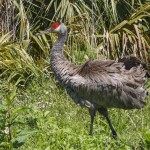 Kanadakranich (Antigone canadensis)