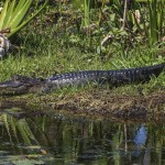 Mississippi-Alligator (Alligator mississippiensis)
